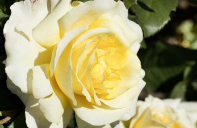 gelbe rose sunny sky 01585486 florapress